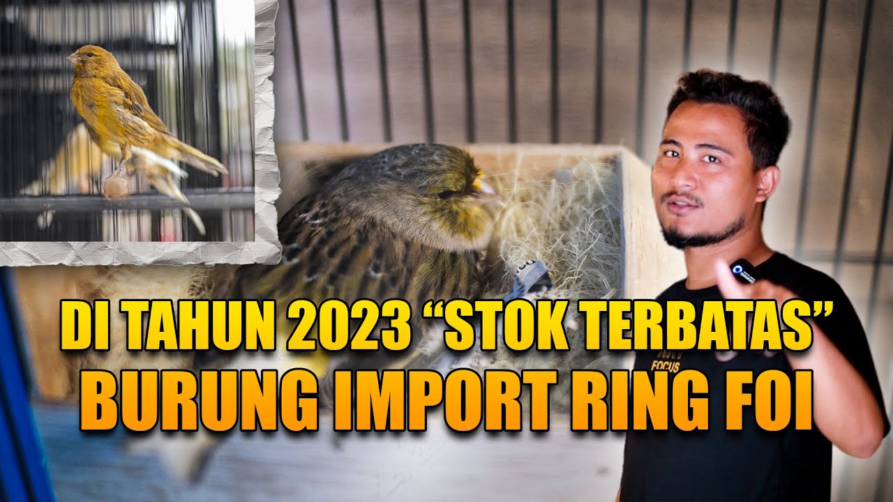 JANGAN SAMPAI KETINGGALAN !!! STOK TERBATAS BURUNG IMPORT RING FOI 2023 | CRVMEDIABIRD