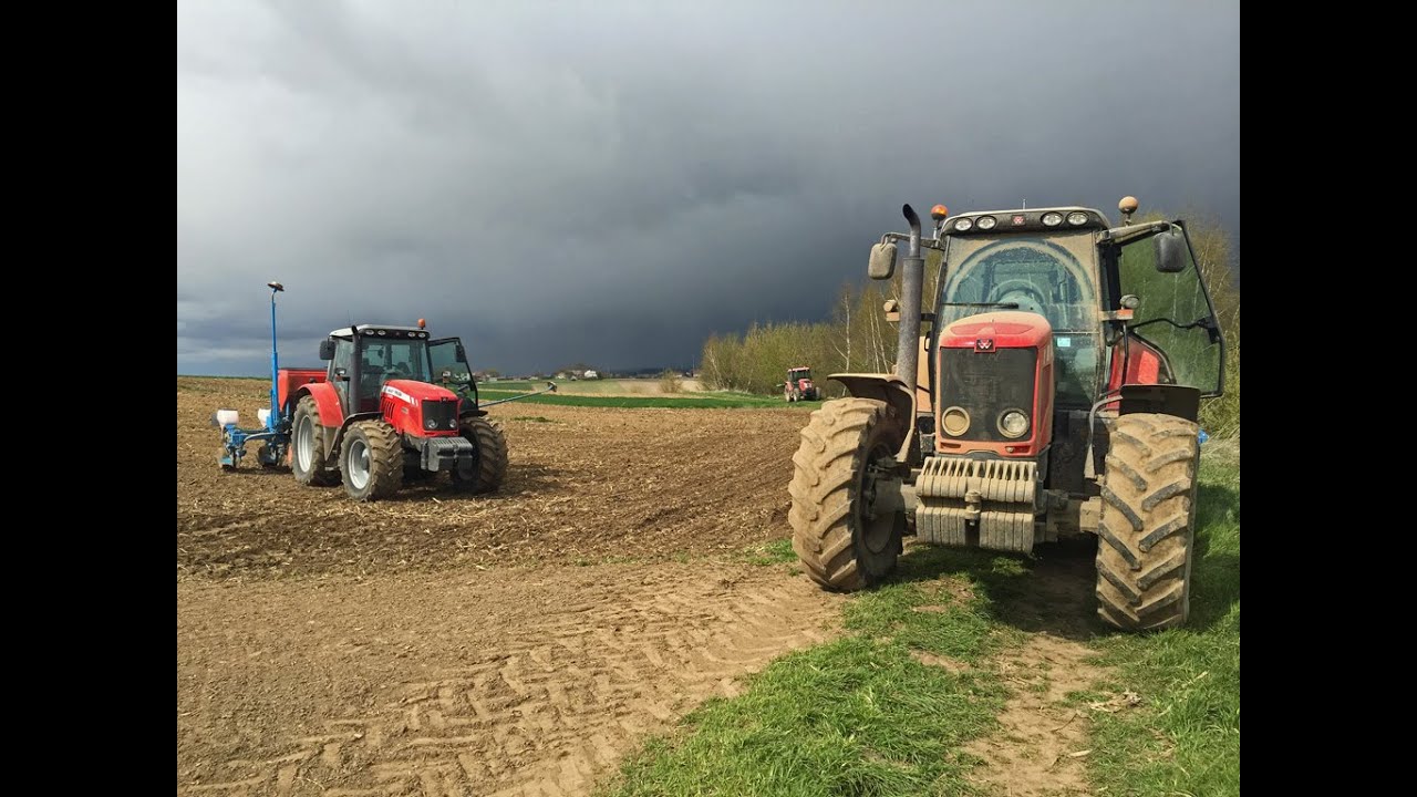MF 7485 & 6465- Siew kukurydzy