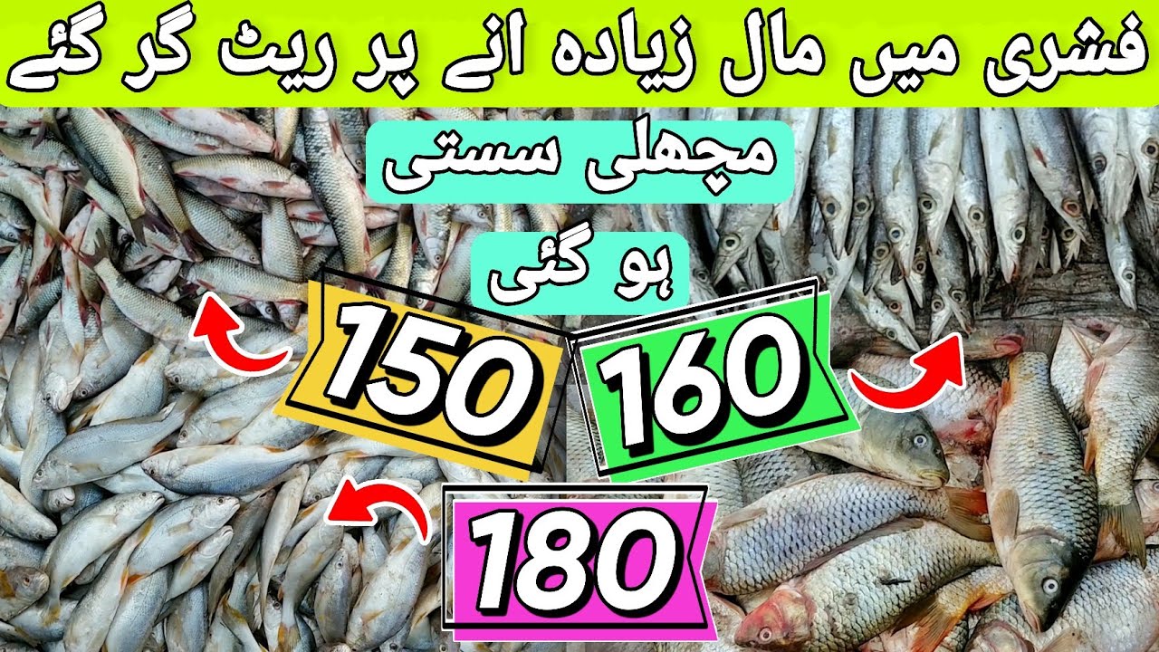 Biggest Fish Market in Karachi Pakistan 2023 | Karachi Fishery Rate Today 2023 | Fish Market Karachi