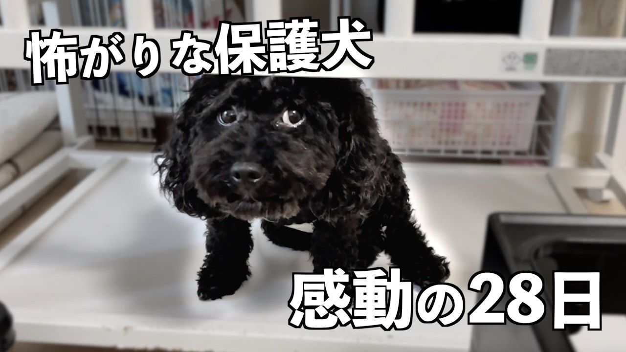 【子犬工場出身】恐怖に震えていた保護犬が心を開いてくれるまでの記録