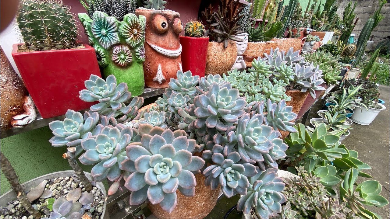 kumusta kaya ang mga succulents ko matagal na walang update