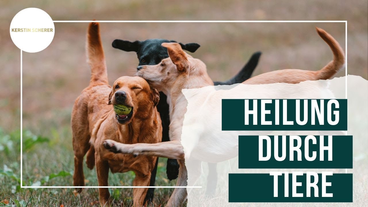 Was Tiere alles spüren I Kerstin Scherer