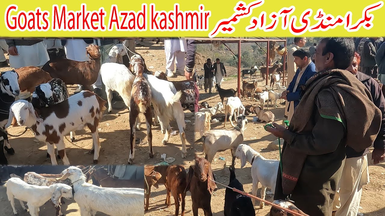 Bakra Mandi Azad kashmir ,pakistan | High Breed Beetal Goats Rajanpuri Goats market in kotli mirpur