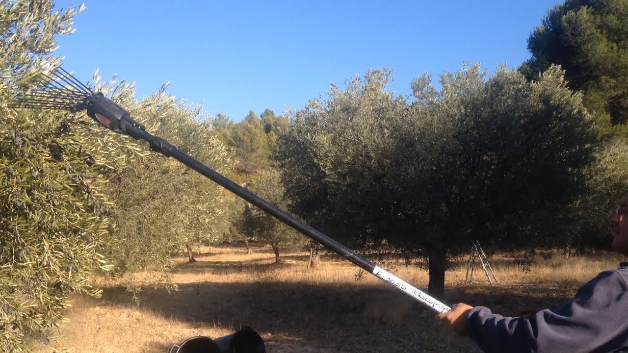 récolte vibreur à olive (= peigne électrique) : Olivion de PELLENC  VS Electro'Liv d' INFACO