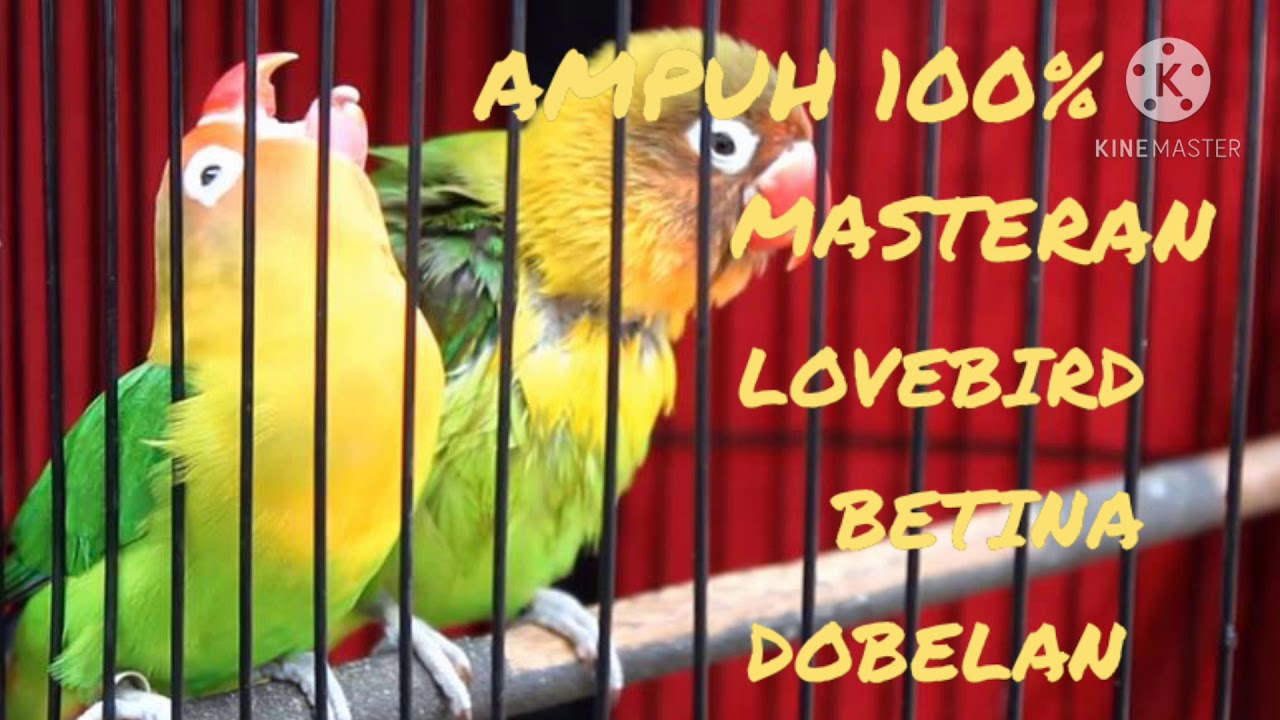 LOVEBIRD BETINA KONSLET MINOR || Masteran Lovebird