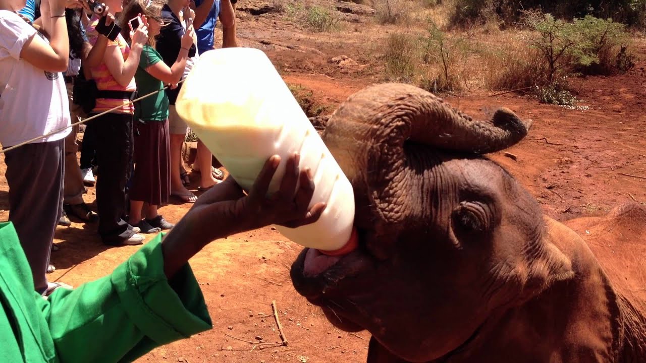 FEEDING ORPHAN ELEPHANTS IN KENYA