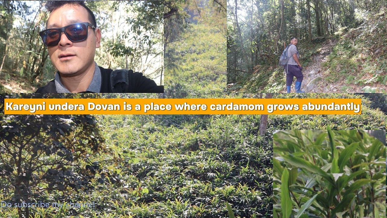 Reached Kareyni where cardamom grows abundantly