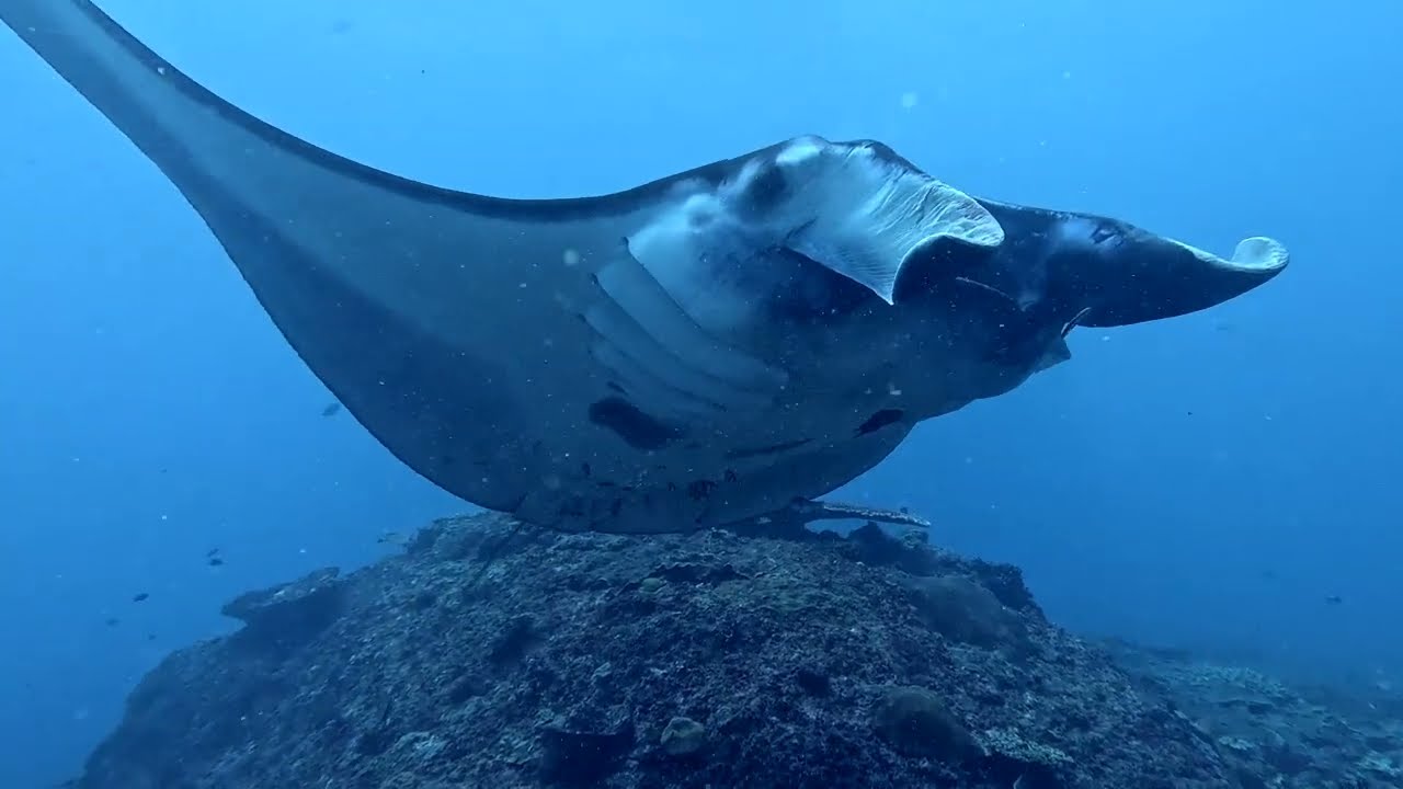 Manta Point, Nusa Penida