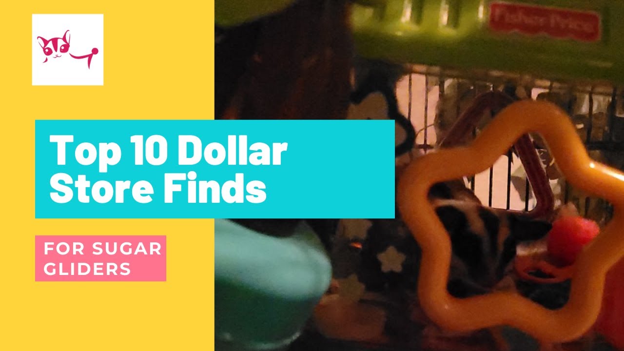 Top 10 Dollar Store Finds for Sugar Gliders
