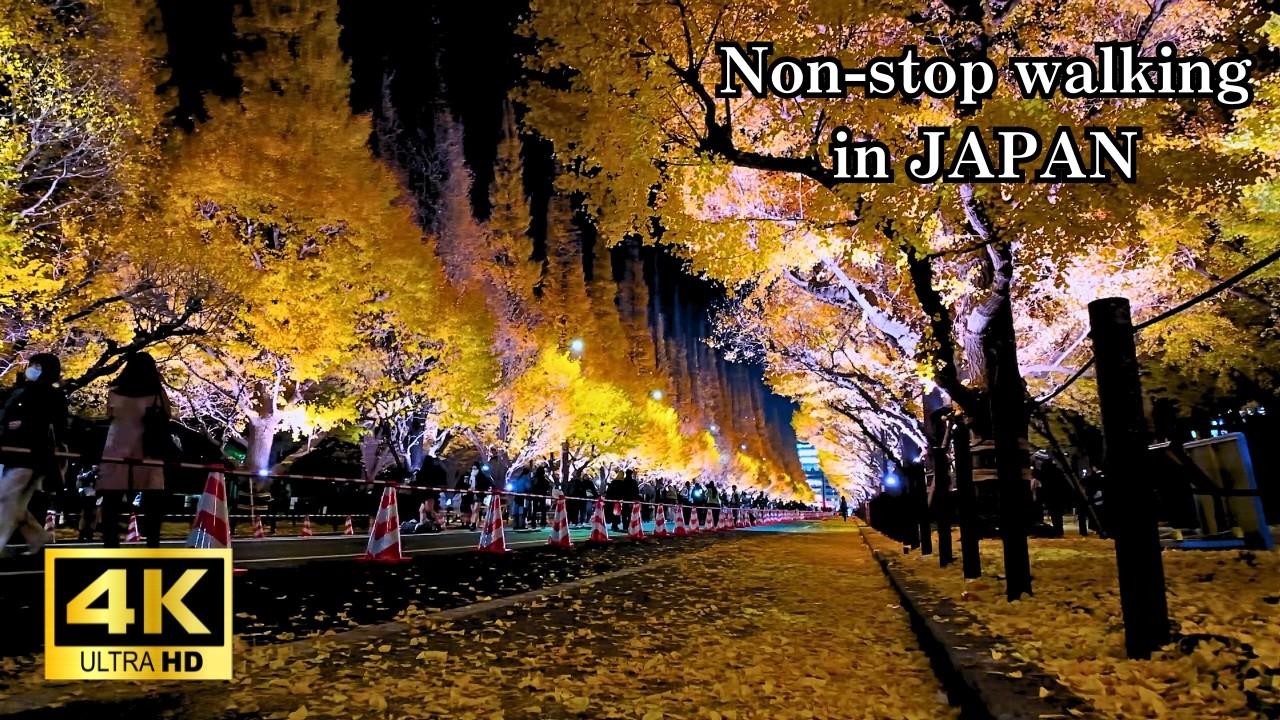 【東京】秋の夜に輝く黄金の銀杏並木ライトアップ【神宮外苑】 Tokyo Meiji Jingu Gaien Illuminated Ginkgo Trees