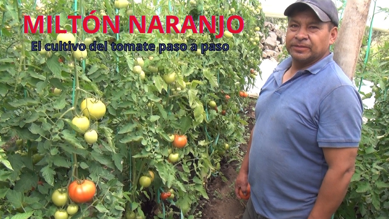 MILTON NARANJO: ASÍ SE CULTIVA EL TOMATE RIÑON