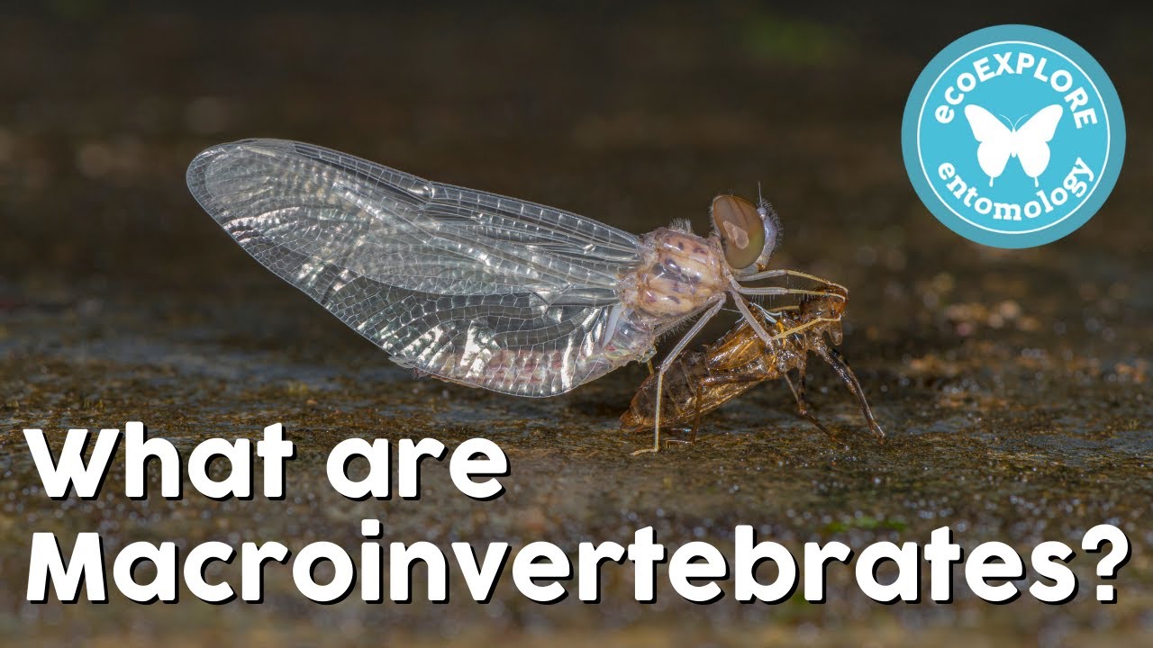 What are Macroinvertebrates?