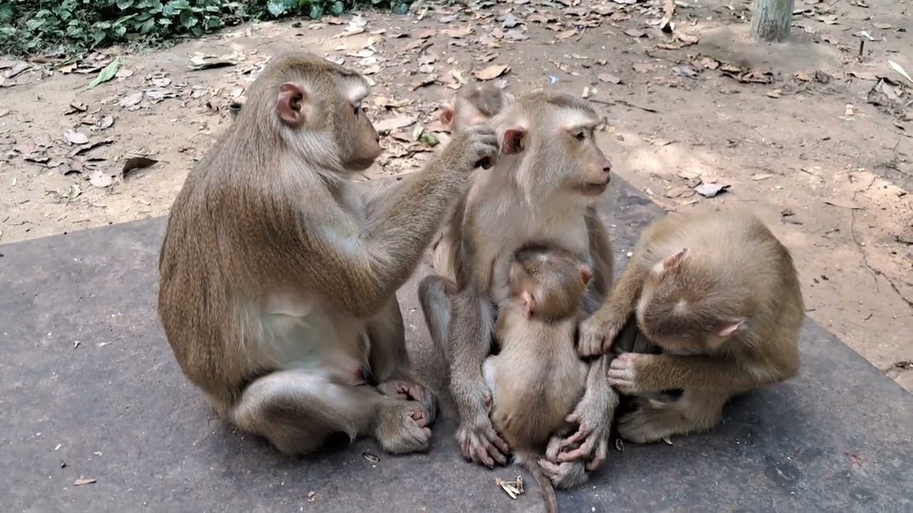 Lovely Baby Monkey Live With Mommy | Joyce & Jacee