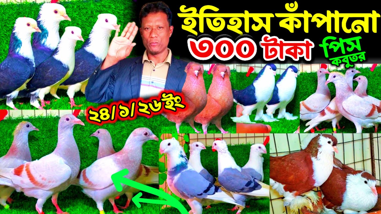 ইতিহাস কাঁপানো মাত্র ৩০০ টাকা পিস রানিং কবুতর কিনুন || ডিম বাচ্চা সহ খামারের সব কবুতরের উপর ছাড় ||
