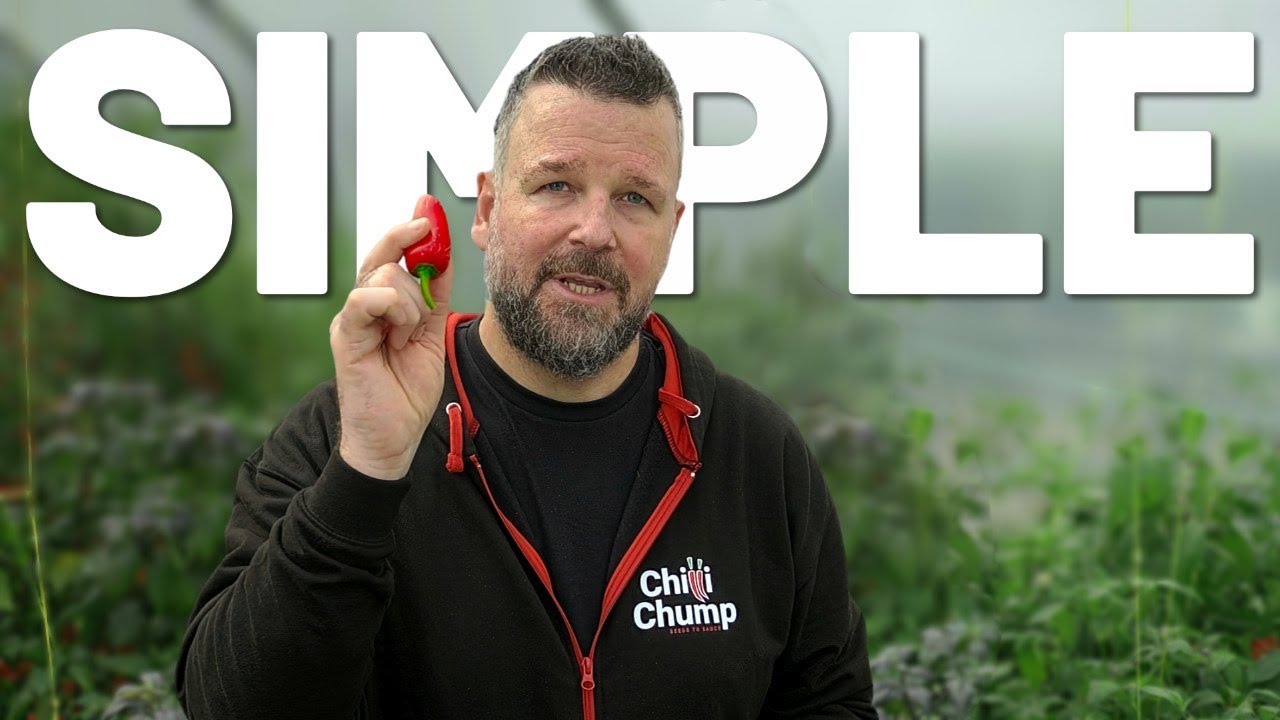 Absolute Basics to Grow Chillies at Home