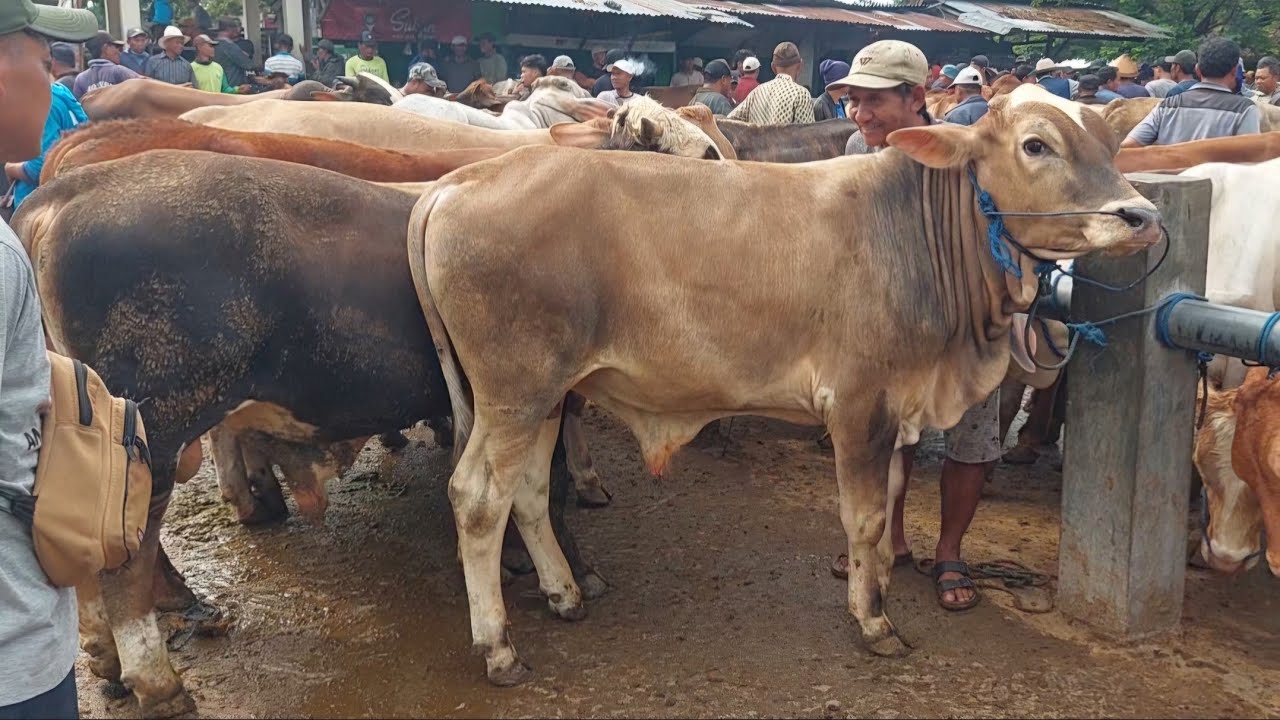 HARGA EKONOMIS DARI 15 JUTAAN SAPI JOGROG SIAPAN QURBAN PASAR WIROSARI HARI INI