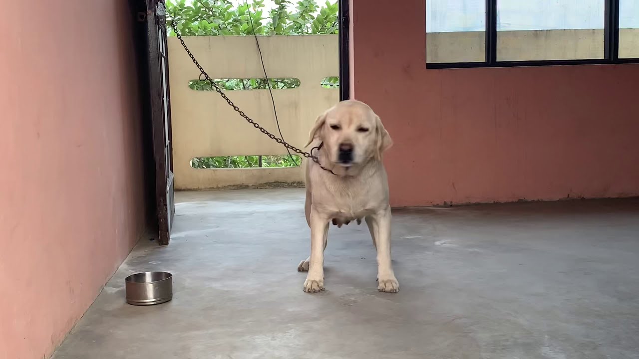 My beautiful labrador Seezar || 30 days complete after meeting || Alexa Labrador kennel !!