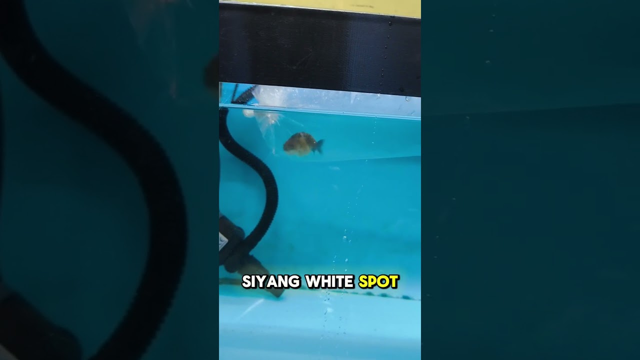 QUICK TIP: How to Quarantine your fish 😷#quarantine #ranchugoldfish #ranchu #fishkeeping