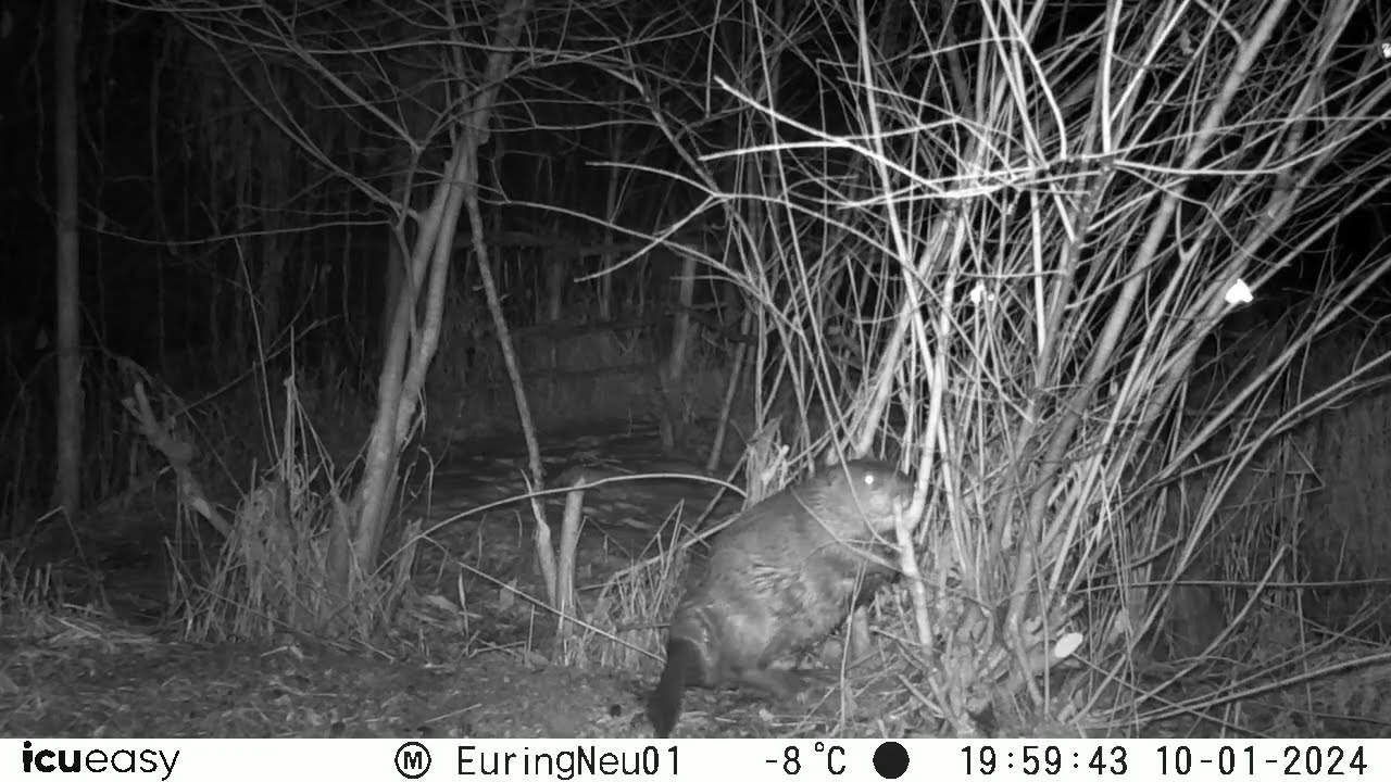 Biber 10.01.23 19:59 @NaturgartenEuring-Bachwinkl #icu #wildkamera #nahaufnahme