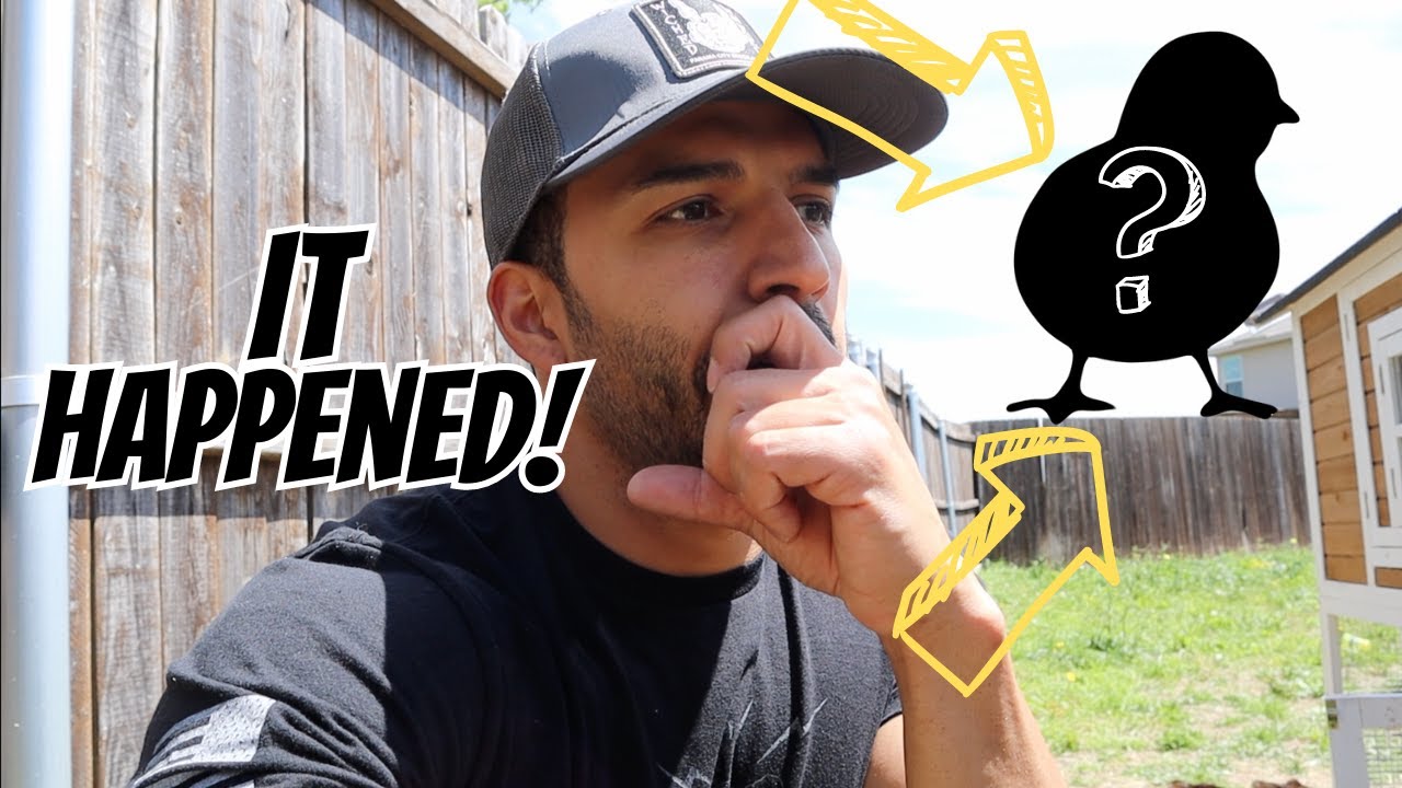 It Happened! | Welbar Chicken