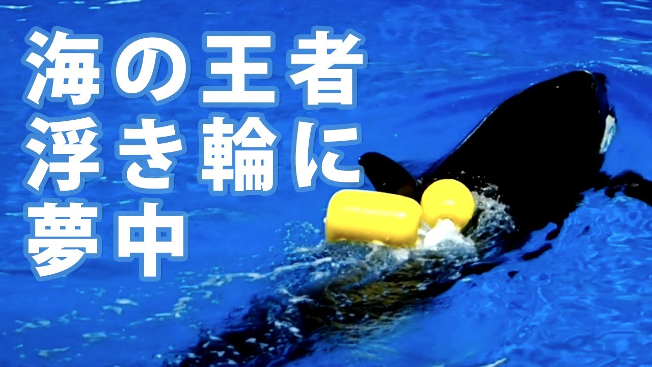 【シャチの知能】背ビレにワザと浮き輪を引っ掛けて遊ぶランちゃん