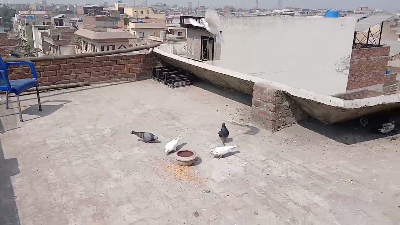 50 plus Kabootar Bahe nikale,  Ek kabootar Sath wale Ham Sai ke pass Chale Gaye