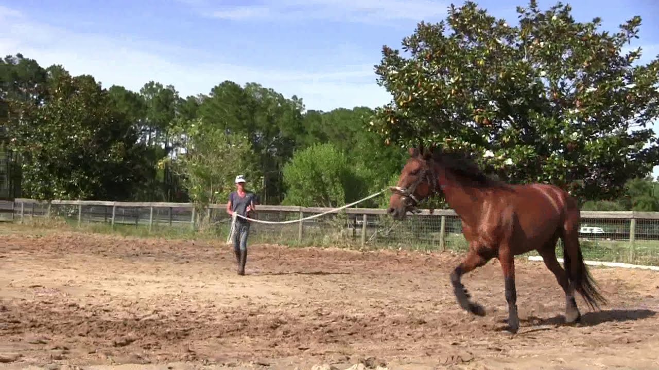 A YOUNG horse longeing for balance