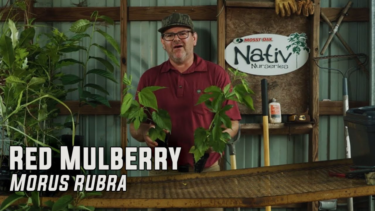 Red Mulberry | Fast Growing Multi-Purpose Tree That Attracts Humans, Wildlife, and Pollinators