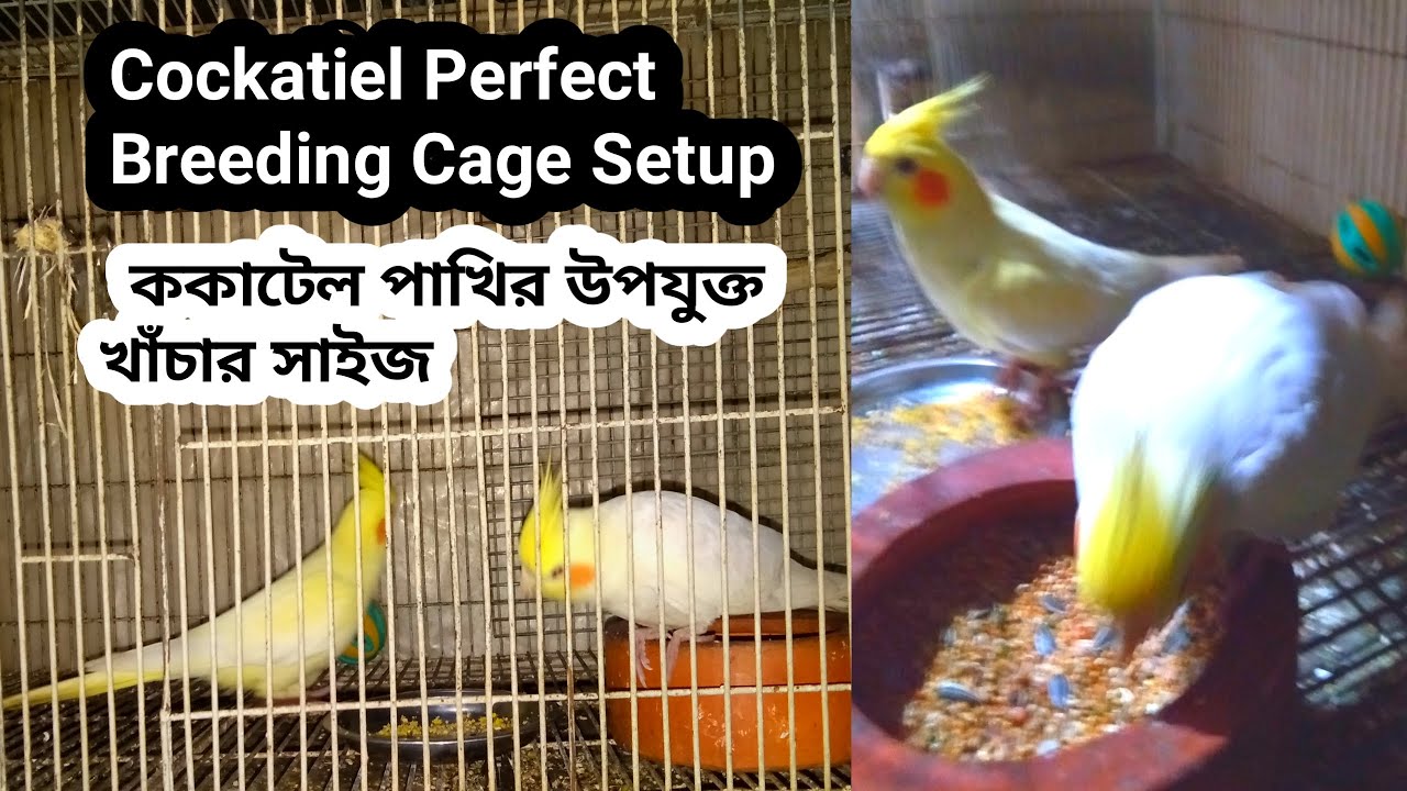 Cage Setup For Cockatiel Bird