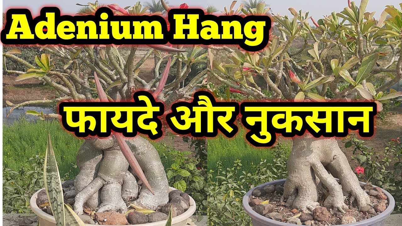 अडेनियम को लटकाने के फायदे और नुकसान || ADENIUM Hang ke Benefit or loss || Adenium Hang