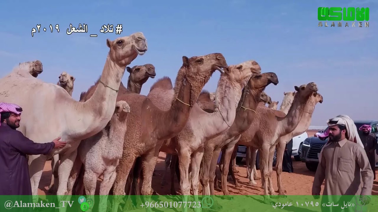 مسيرة منقية أبناء  مانع  بن  سبعان  بن  حثلين