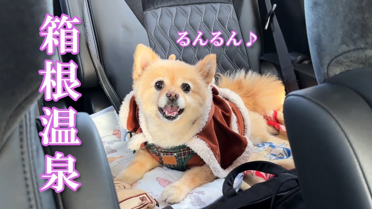 【箱根】男5人旅！ 2024年3月オープンの愛犬と泊まれる宿が最高でした！【Rakuten STAY FUJIMI TERRACE 箱根芦ノ湖】
