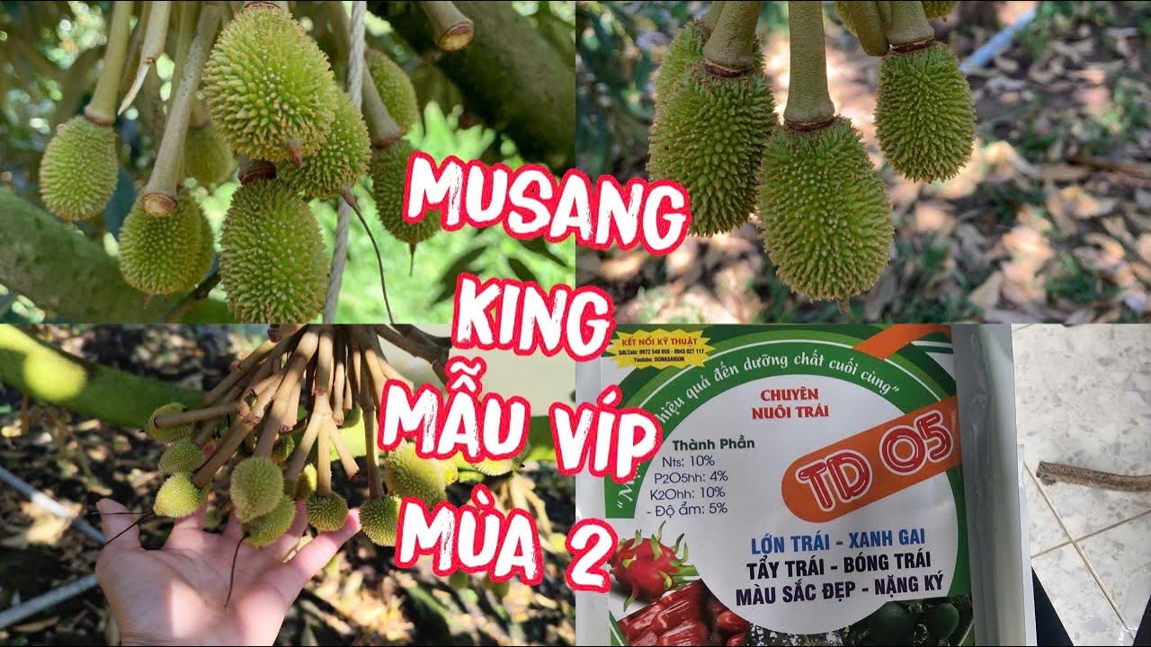 Siêu Phẩm Musang King Lấp Vò Đồng Tháp Musang King Mùa 2 Đậu Trái Khủng