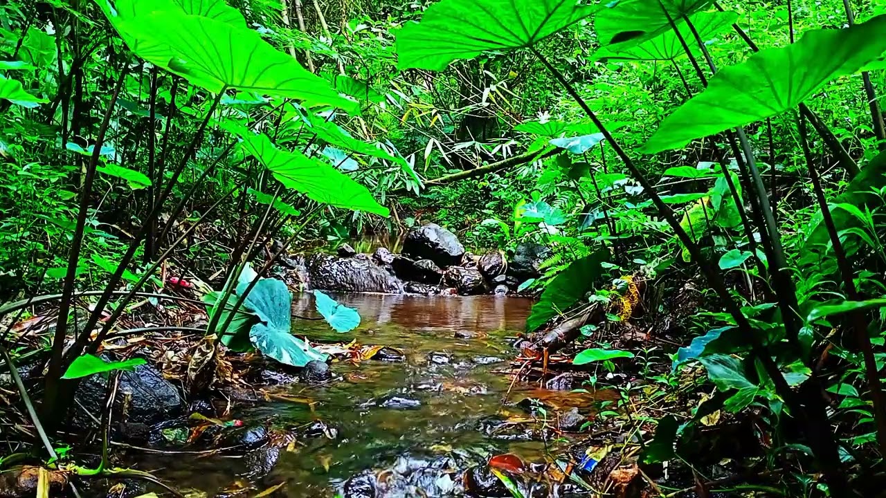 Relaksasi Estetik 🌿 Suara Air Mengalir di Hutan Hijau yang Menenangkan Jiwa
