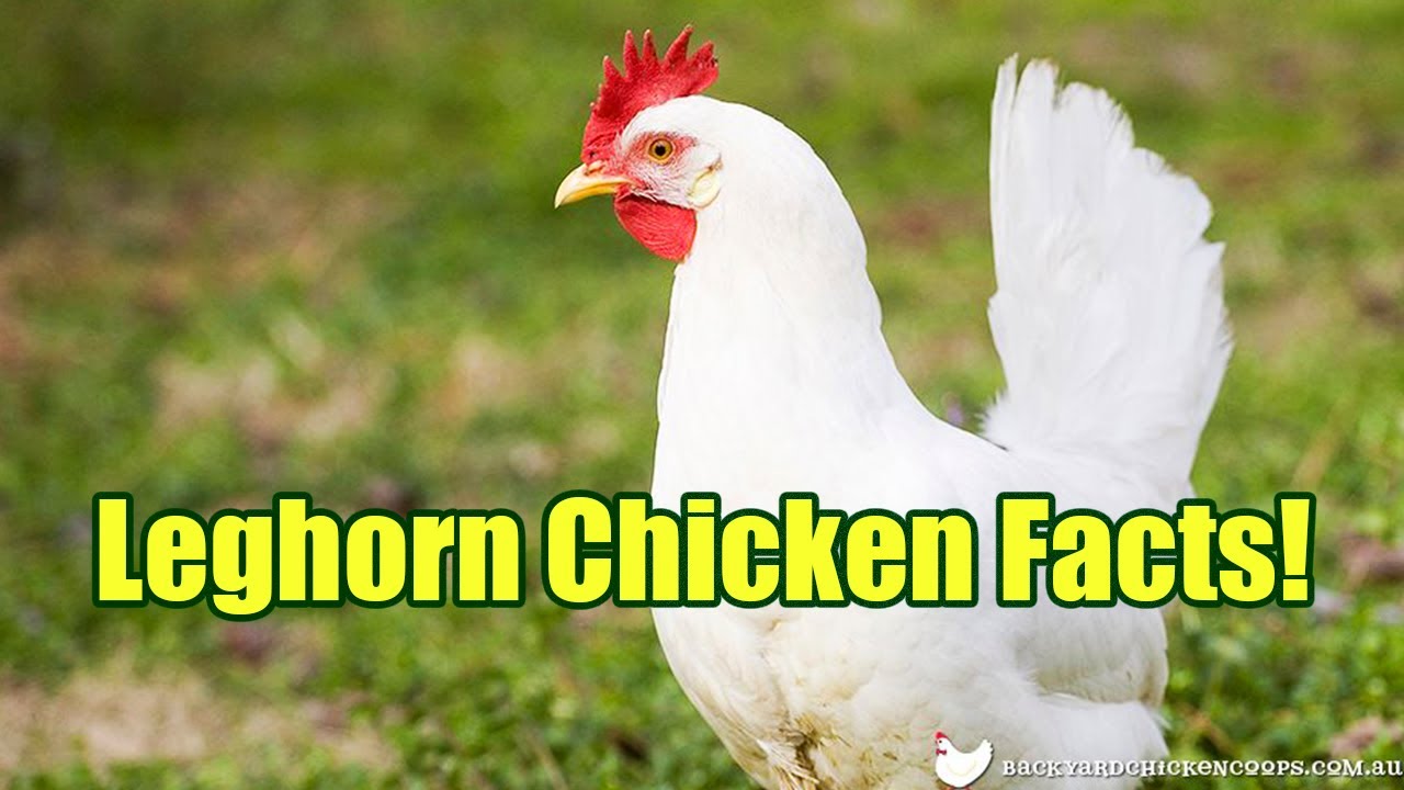 Five important facts about Leghorn chickens!  Great homestead breed!