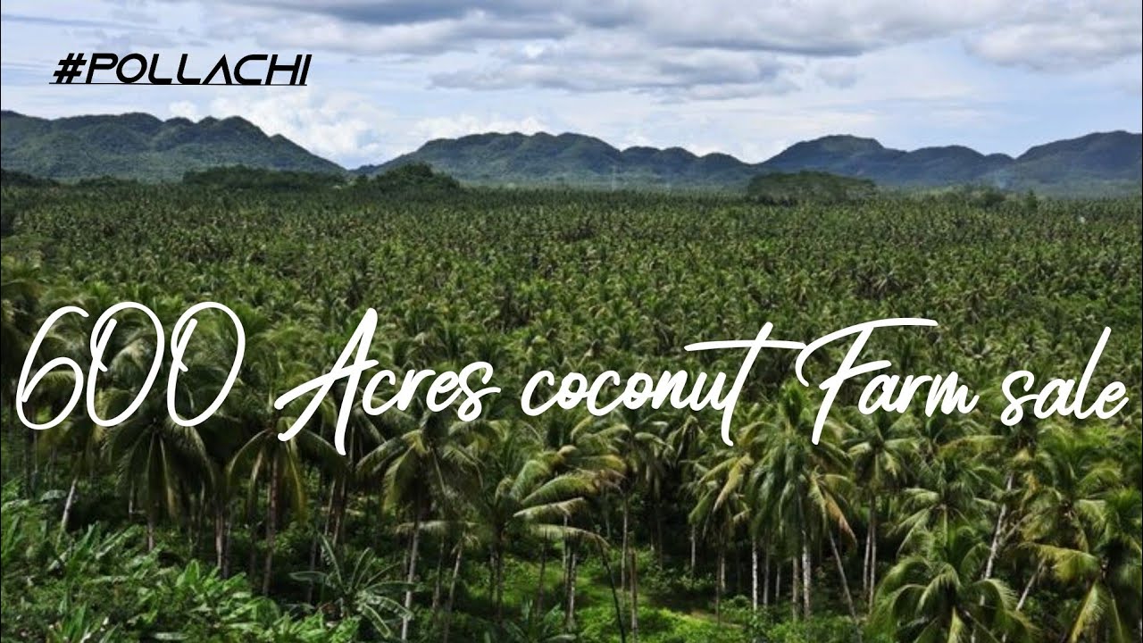 500  Acres coconut farm sale(in Pollachi near)🌴🌴#coconut  #coconutfarm  #house  cell _ 82202 07952
