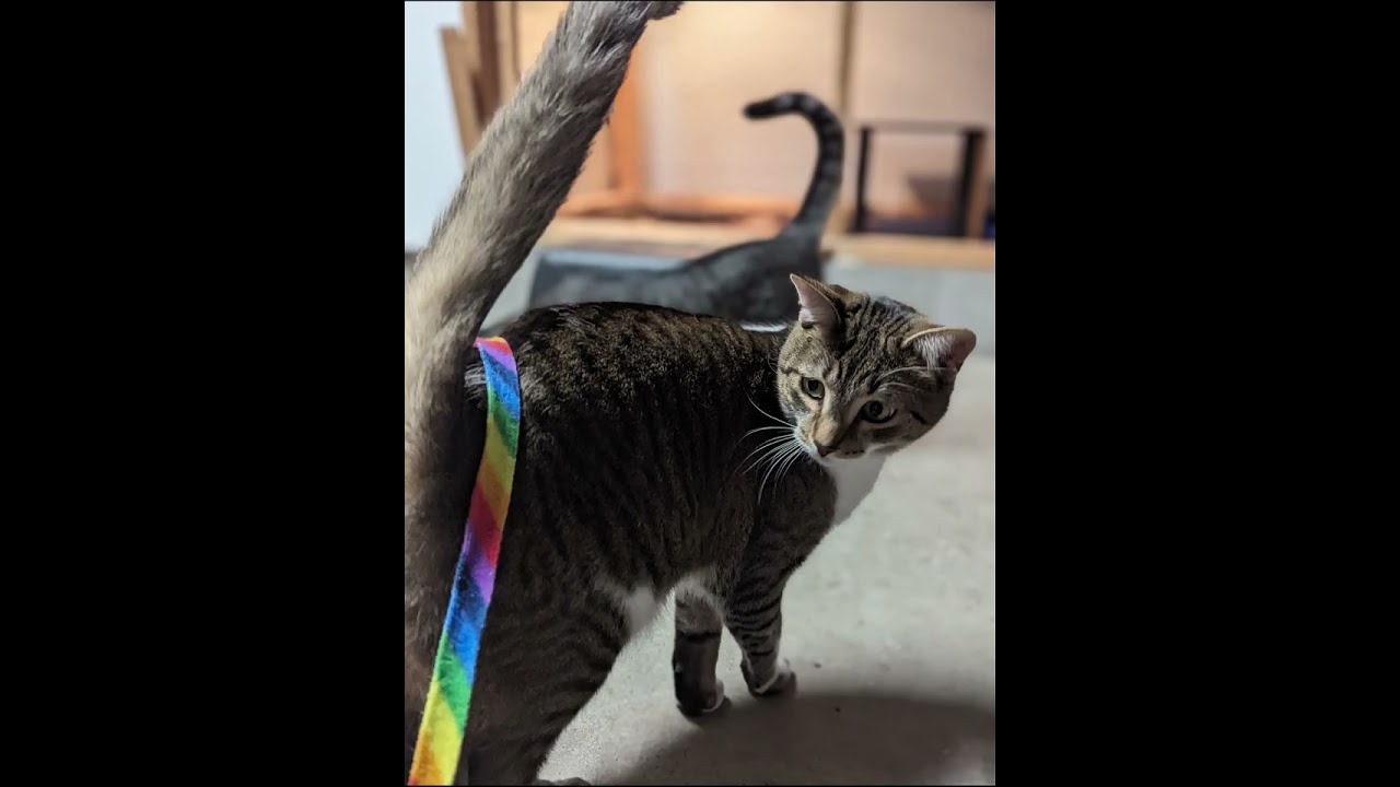 Foster Fabulous - Felix