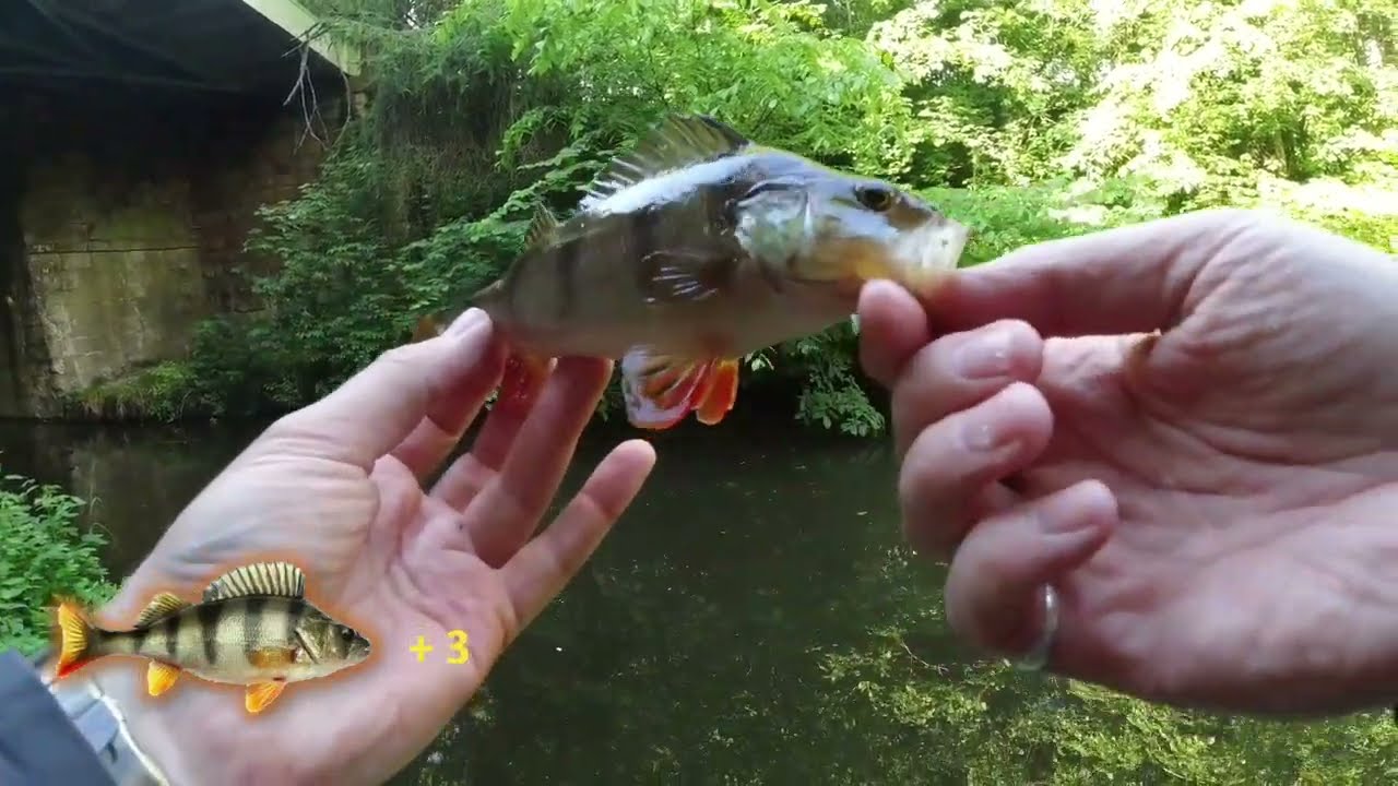 Monkey Lure BFS Fishing Challenge!  UK Canal Fishing