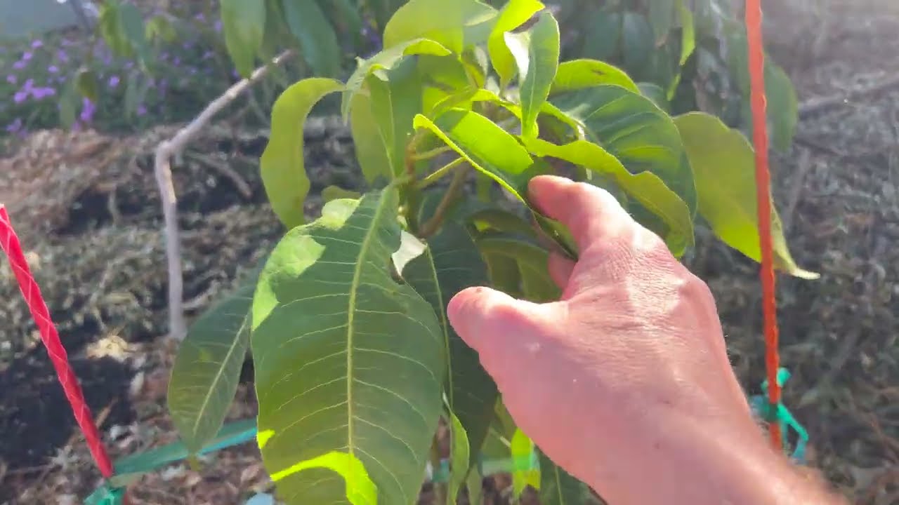 How To Water Newly Planted Fruit Trees Mesa, AZ Zone 10a