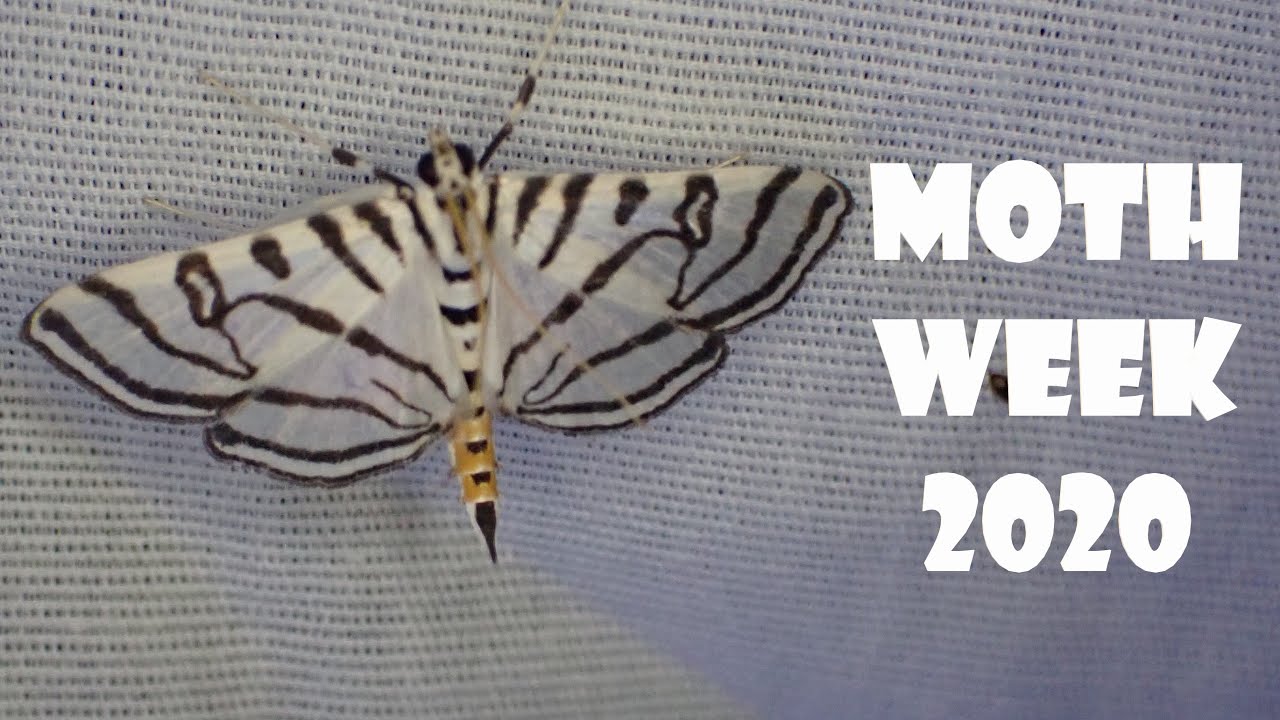 Blacklighting for Moths Day 1 [ National Moth Week ]