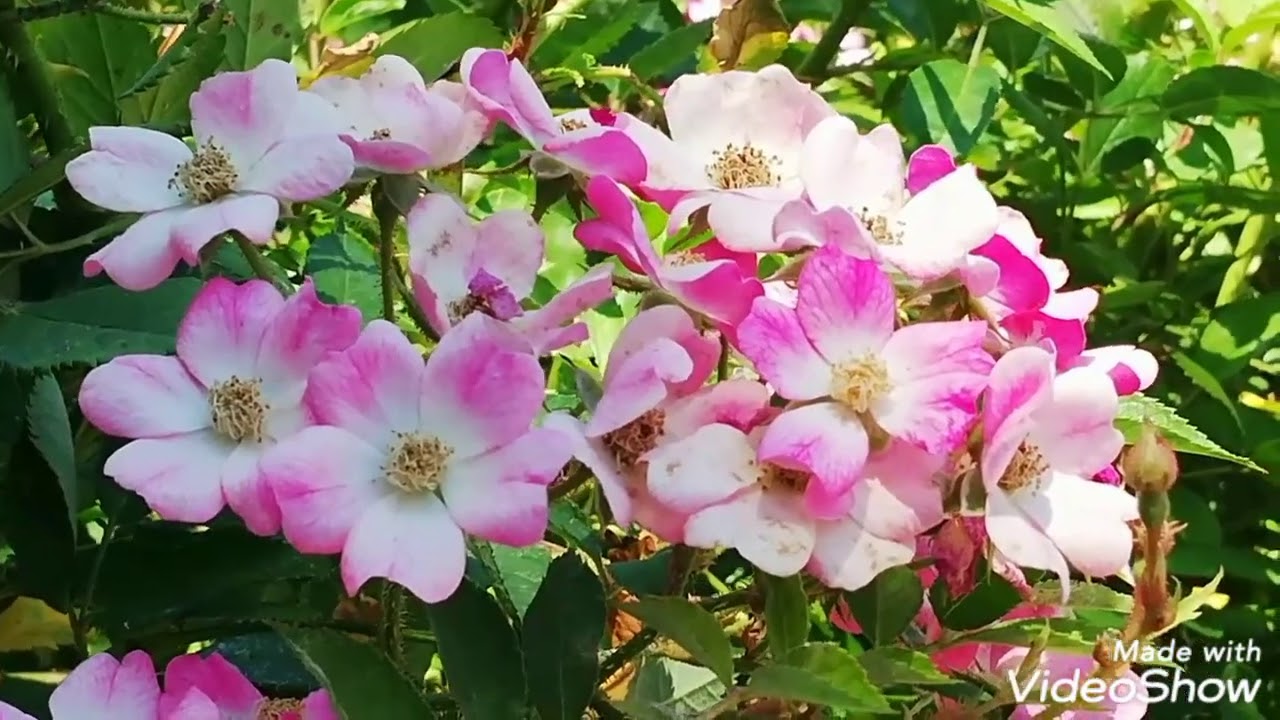 Beautiful flowers anna traveler