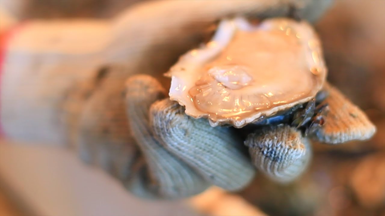 A Climate of Change: Collapse and Adaptation in the Apalachicola Oyster Fishery