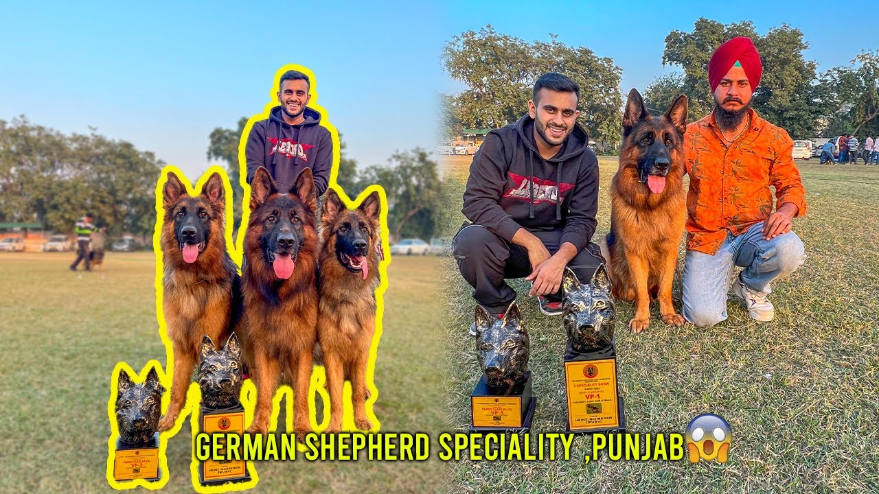 German Shepherd Speciality Dog Show in Punjab😱