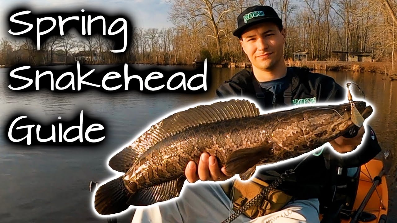 How to Catch Northern Snakehead in the Spring (on Artificial Lures)