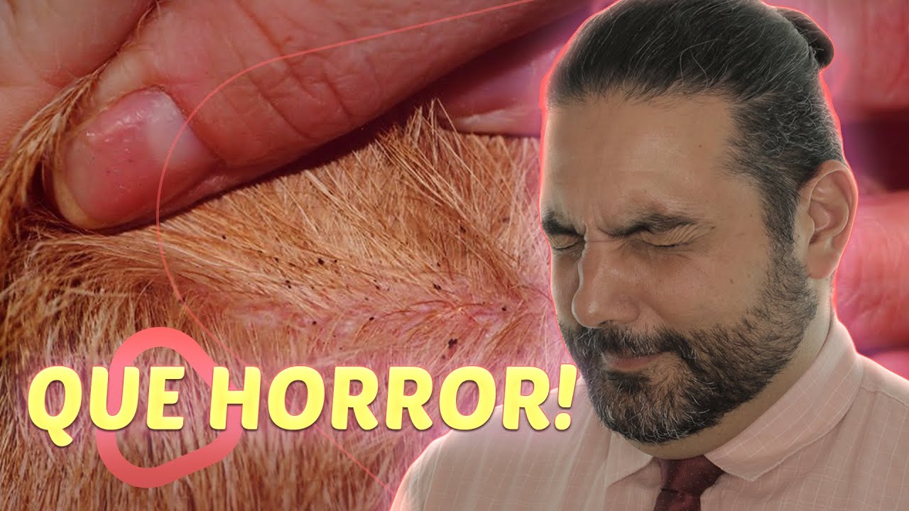 Quer saber como se livrar das PULGAS? Veja esse vídeo
