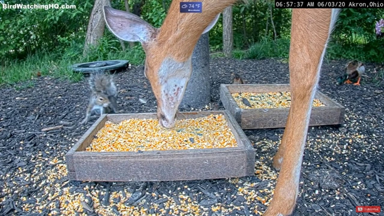 Gray and Red Squirrel Deer Kisses 😊 ... Bird Watching HQ Akron, Ohio