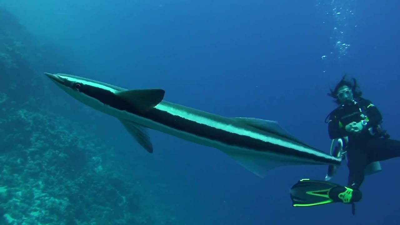 The Overly Amorous Remora - Fish attaches itself to divers