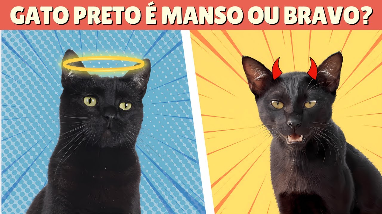 PERSONALIDADE DO GATO PRETO: POR QUE OS GATOS PRETOS S&Atilde;O T&Atilde;O ESPECIAIS?