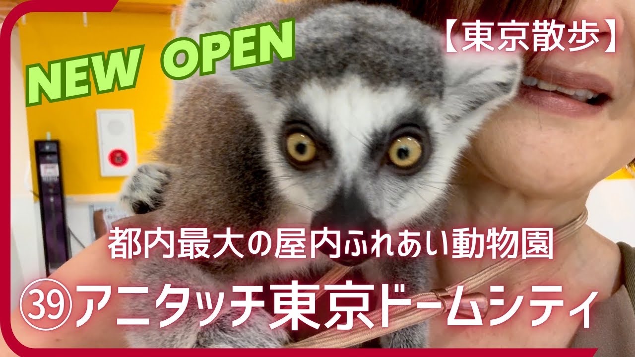 【アニタッチ東京ドームシティ】都内最大の屋内型ふれあい動物園オープン！カピバラやワオキツネザルとも遊べちゃう！