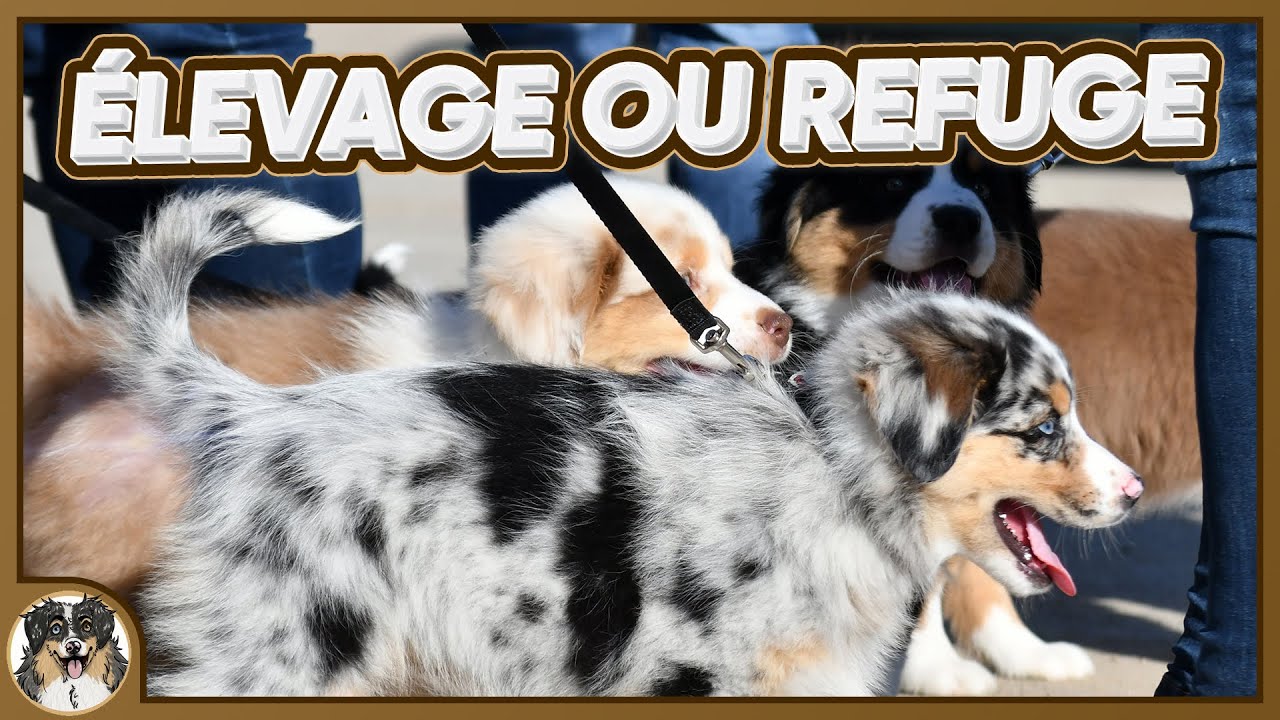 NON, PRENDRE UN CHIOT EN &Eacute;LEVAGE PLUT&Ocirc;T QU'UN CHIEN EN REFUGE CE N'EST PAS MAL !